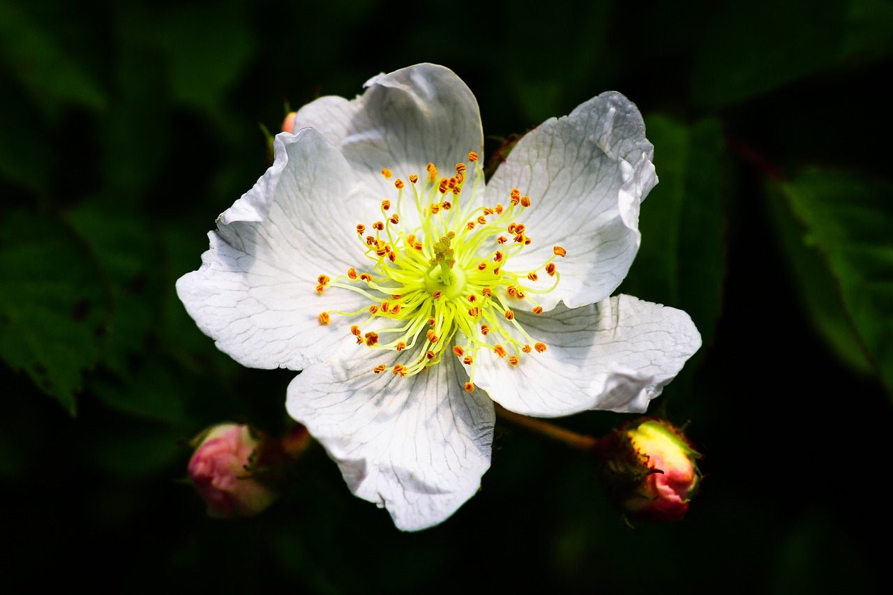 multiflora flower  spring  rose free photo