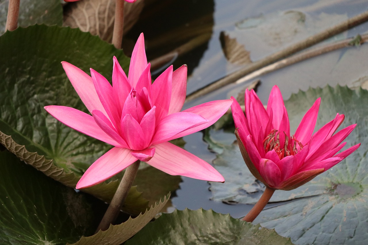 multiple  waterlily  pink free photo