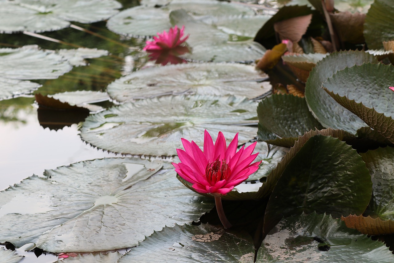 multiple  waterlily  pink free photo