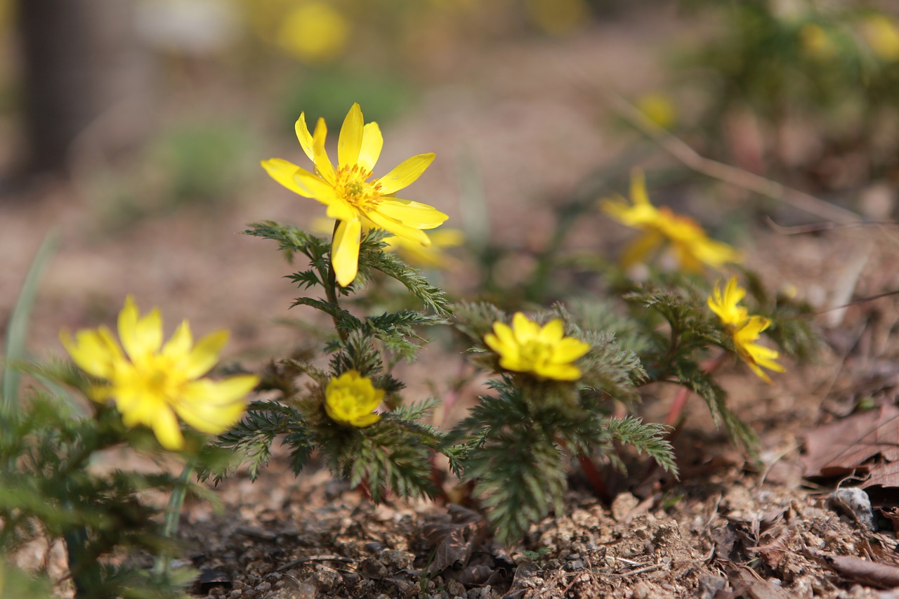 multiple seconds  flowers  plants free photo