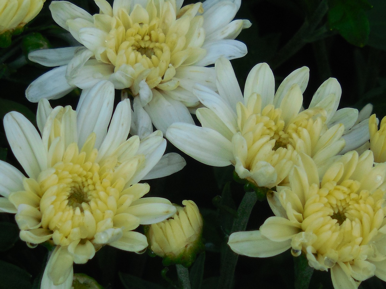 chrysanthemum flower white free photo