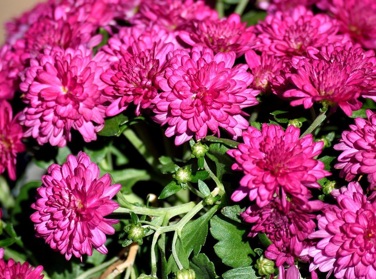 mum flowers  vibrant  pink free photo
