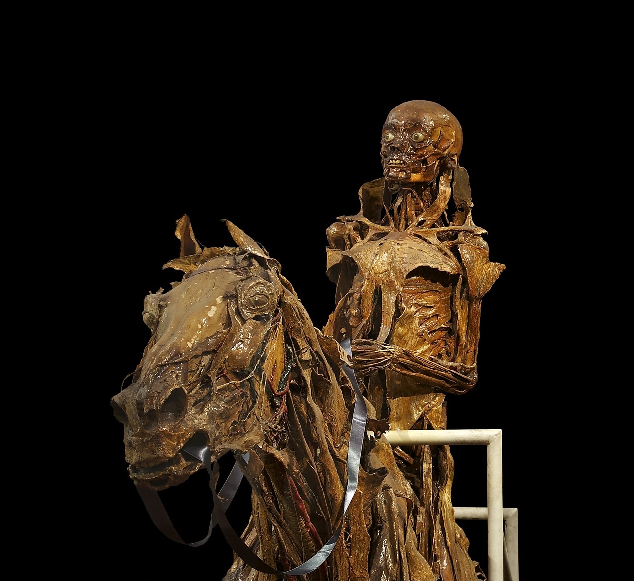 mummification skeleton horse free photo