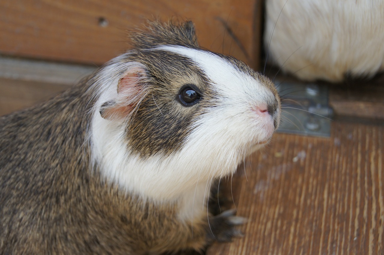 mumps animals guinea pig free photo