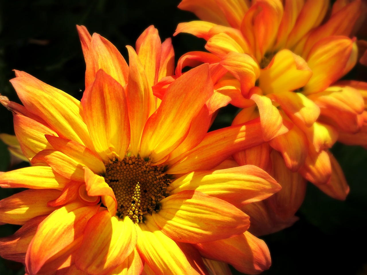 mums flowers yellow free photo