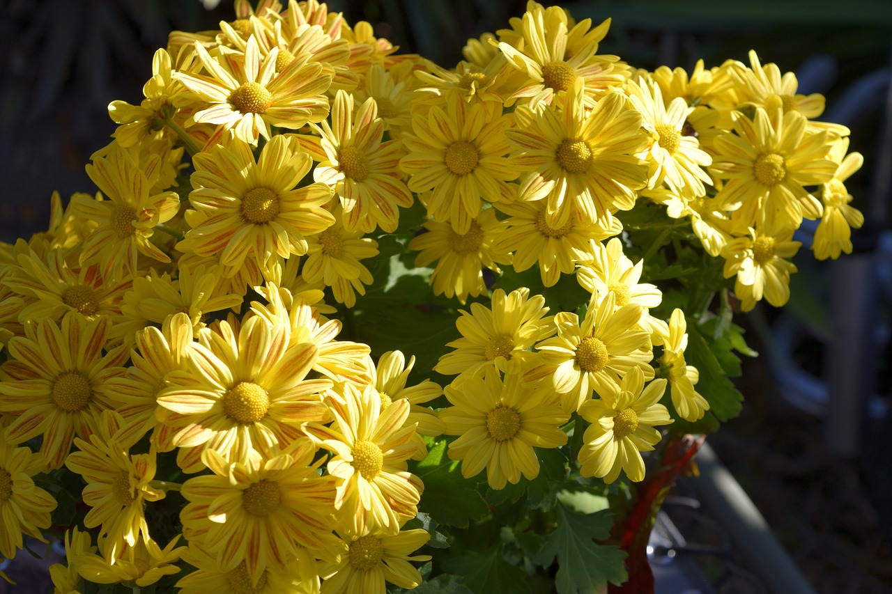 mums flowers floral free photo