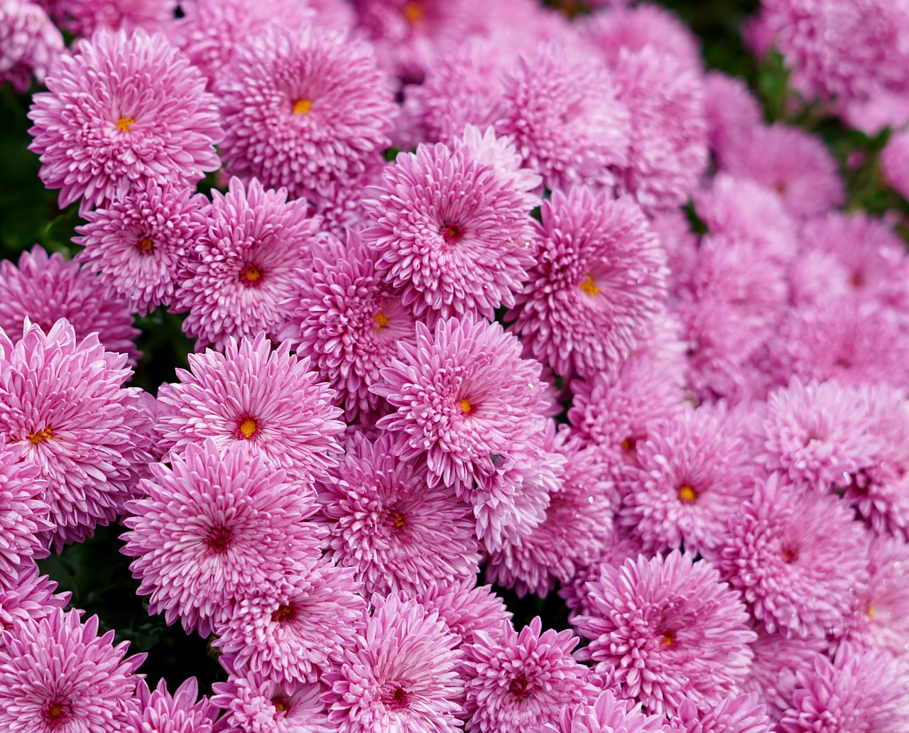 mums fall flowers autumn free photo