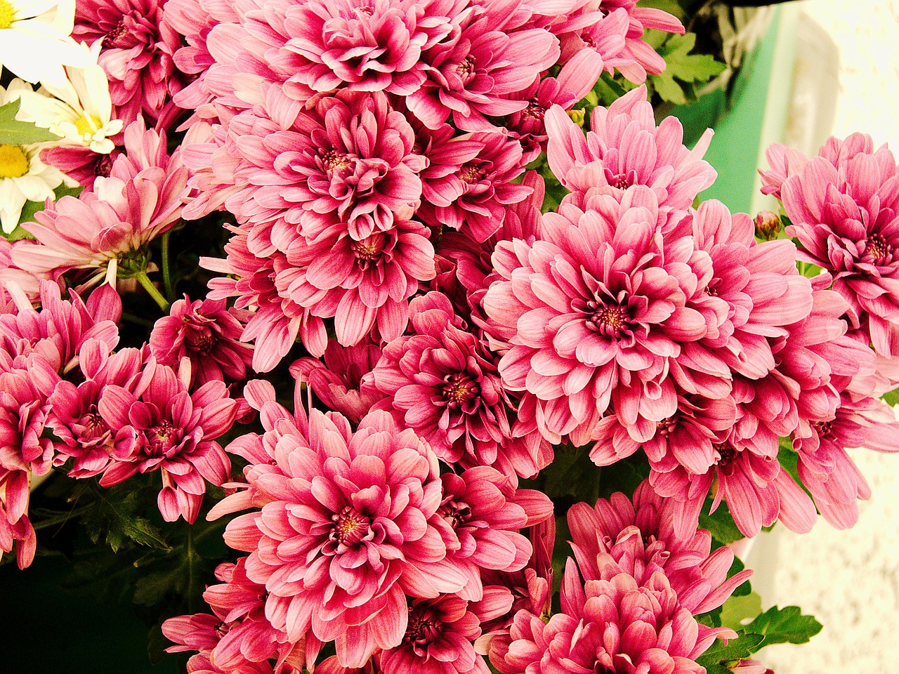 mums pink flower free photo