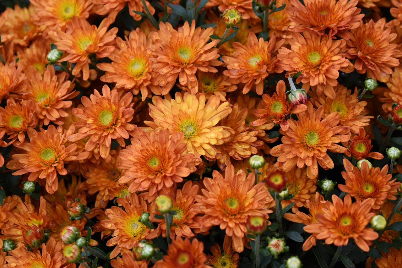 mums flowers orange free photo
