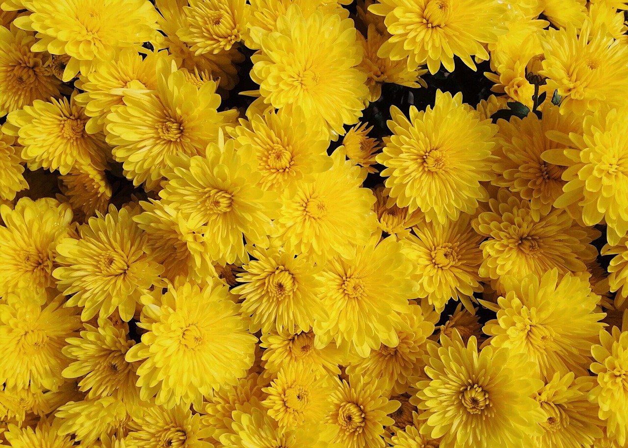 Желтые цветы цветущие осенью. Желтая красота. Mums цветы. Пушистый одуванчик на желтом фоне.