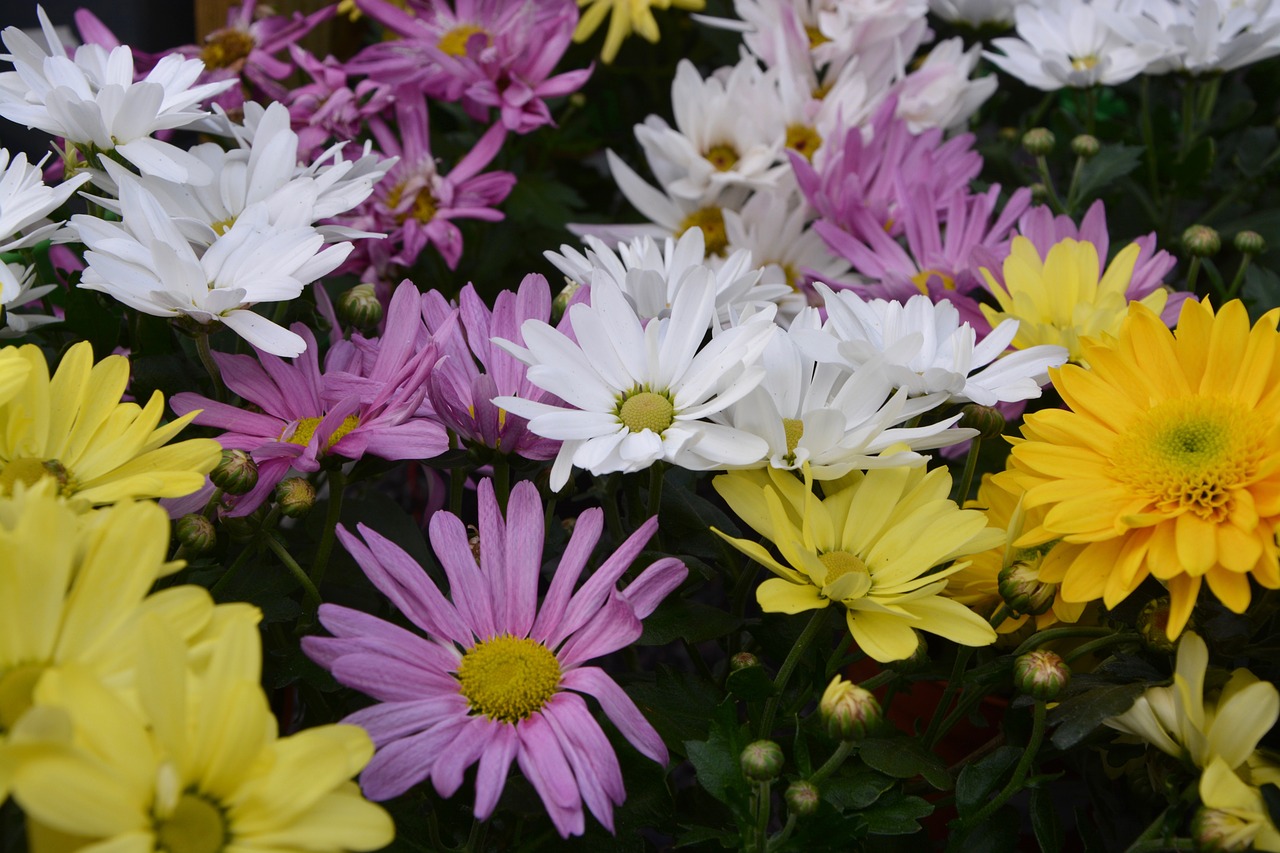 mums flowers colors free photo