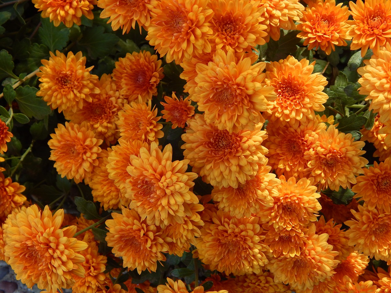 mums  autumn  orange free photo