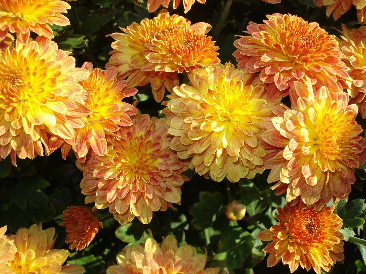 mums chrysanthemum fall free photo