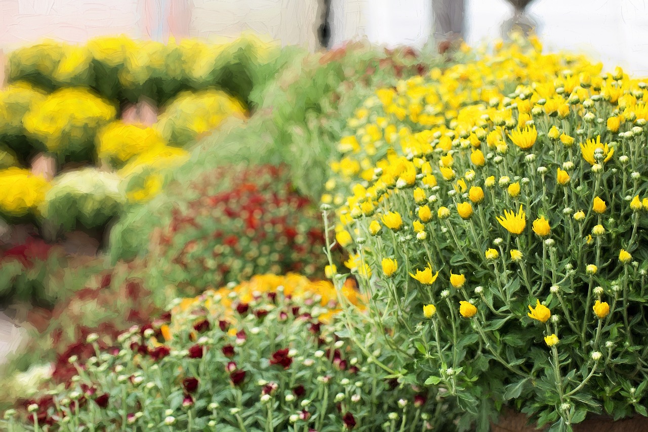 mums yellow fall free photo