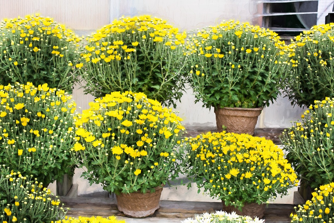 mums yellow fall free photo