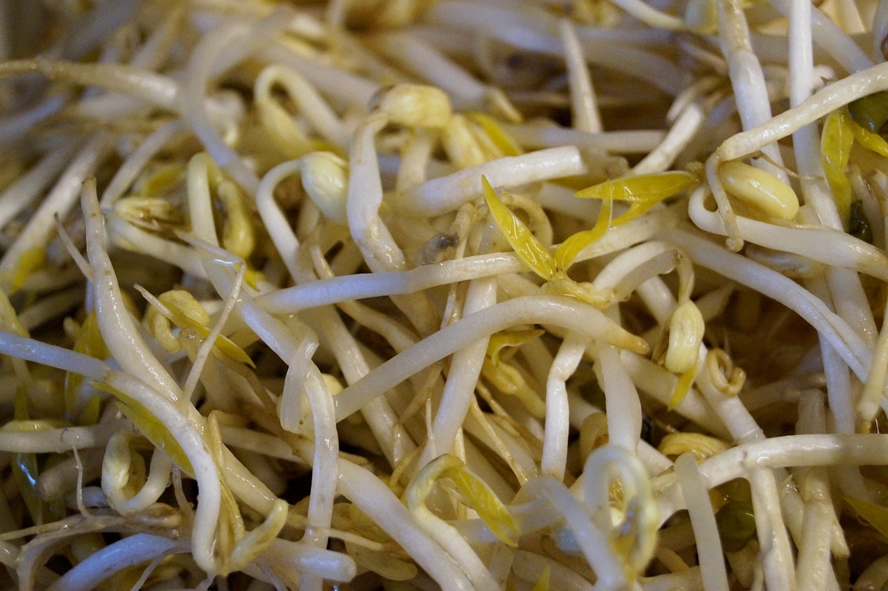 mung beans bean sprouts seedlings free photo