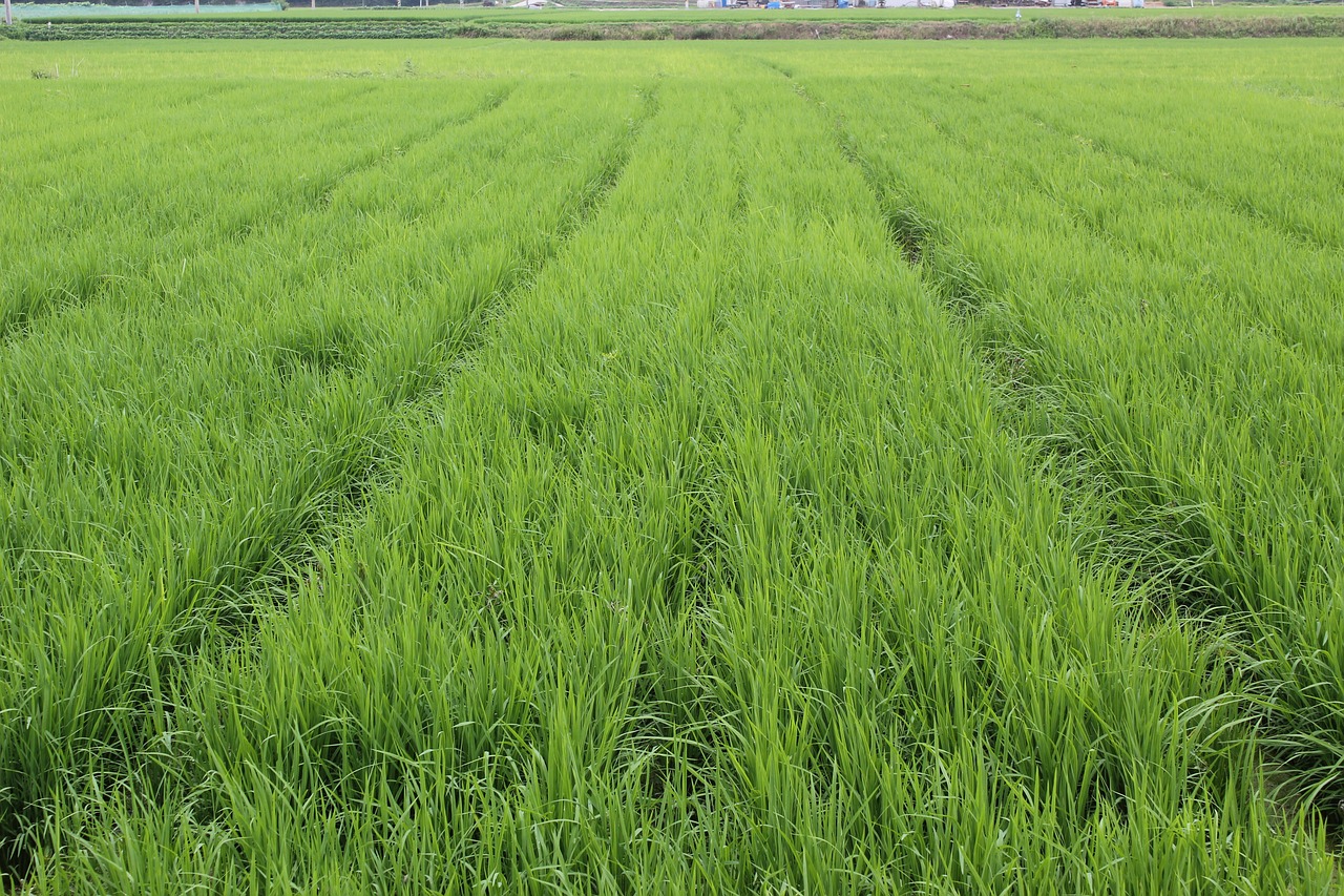 mungyeong  film organic way  rice farming 3 free photo