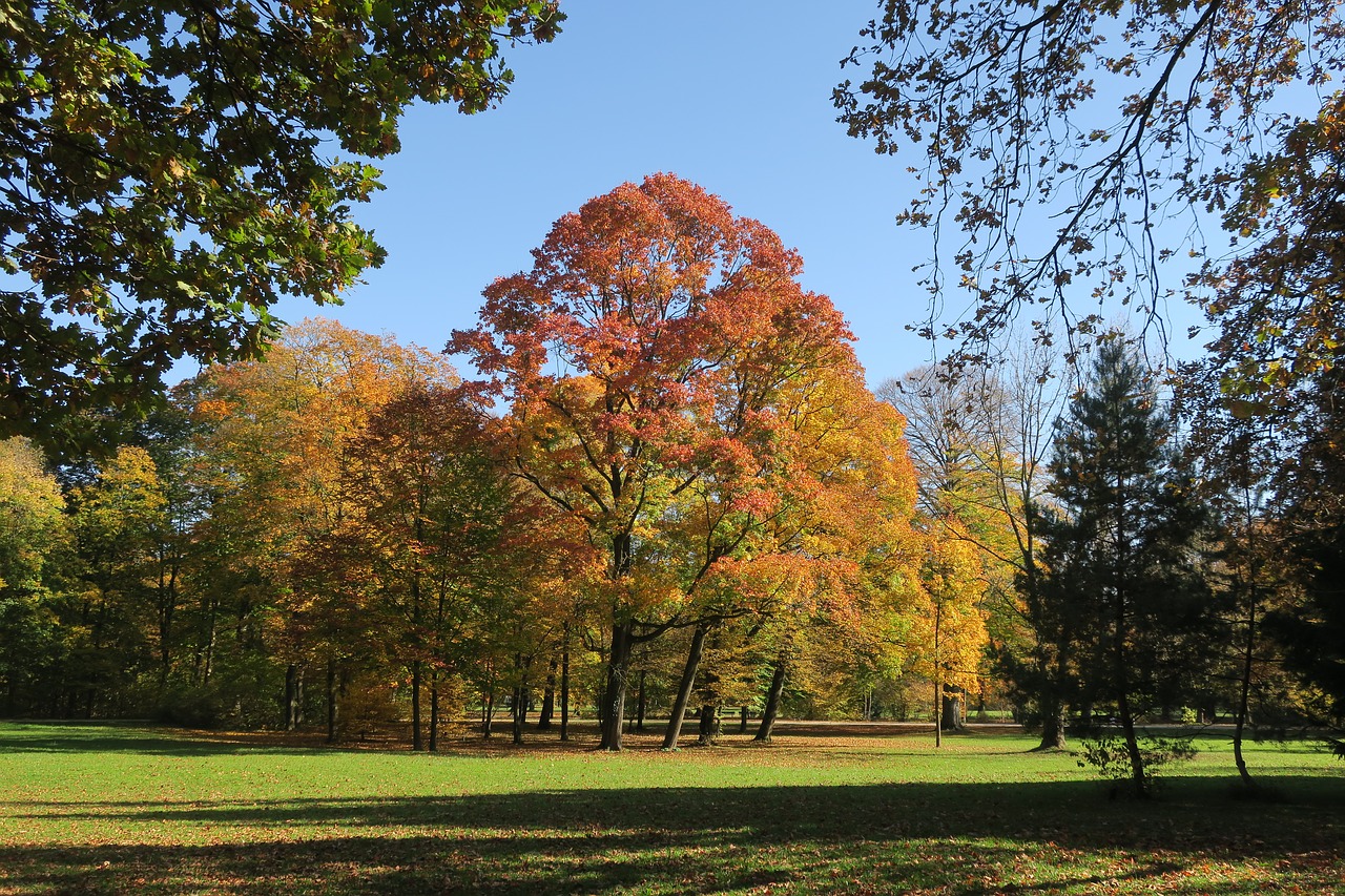 munich english garden autumn free photo