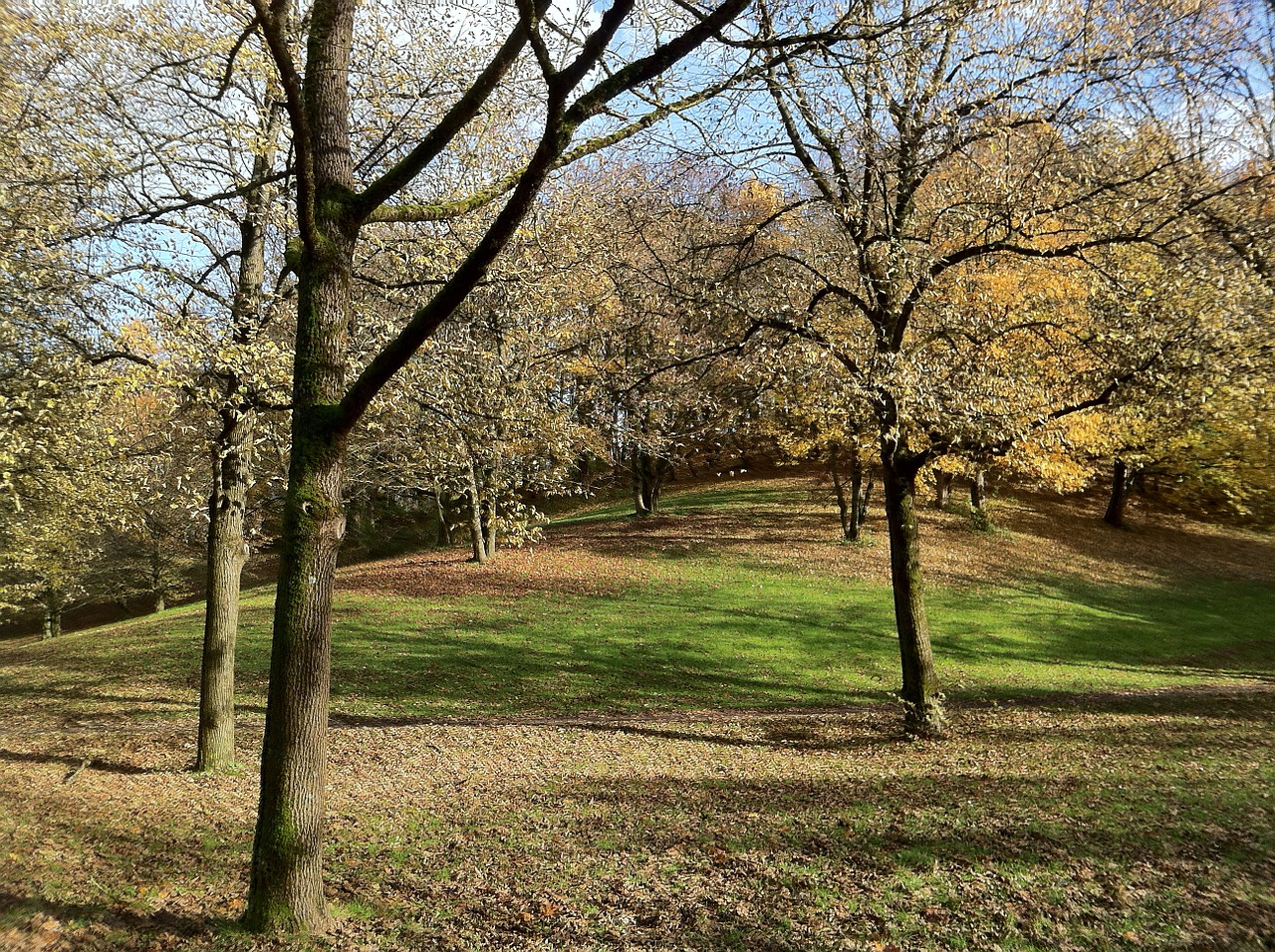 munich westpark trees free photo