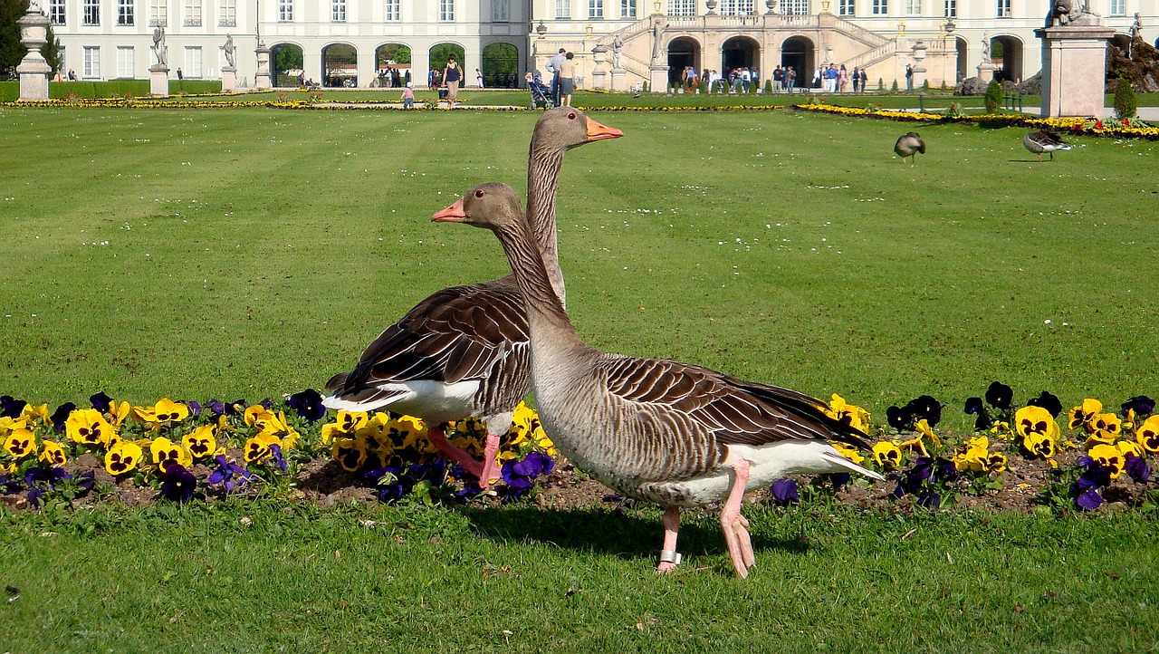 munich bavaria nymphenburg palace free photo