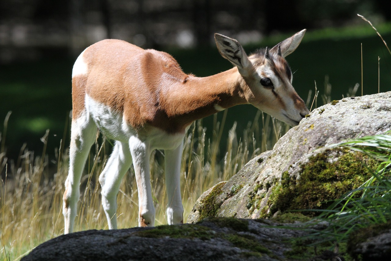 munich zoo animals goat free photo