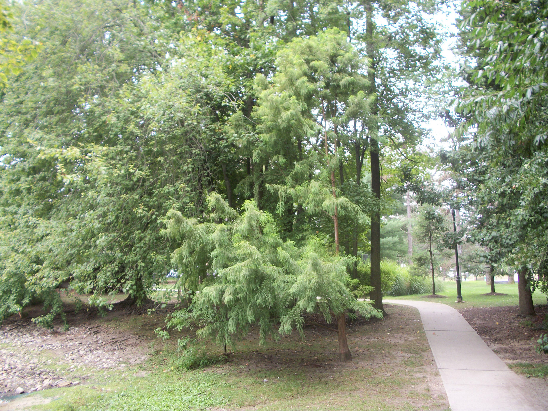 nature trees outside free photo