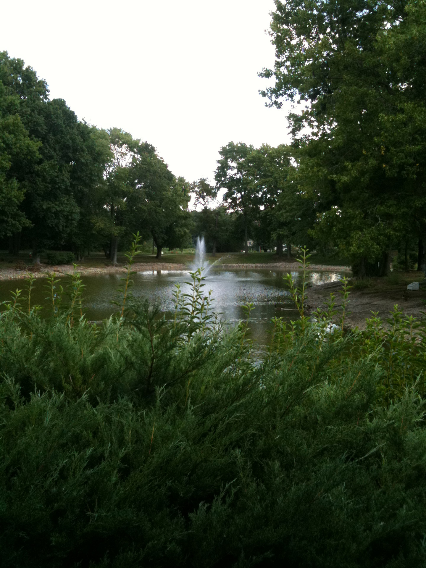 green pond trees free photo