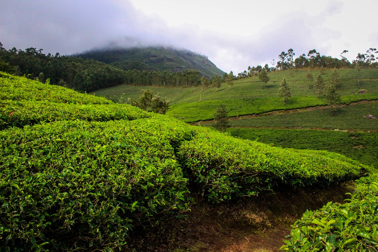 Download free photo of Munnar, india, kerala, tea plantation, tea - from  needpix.com