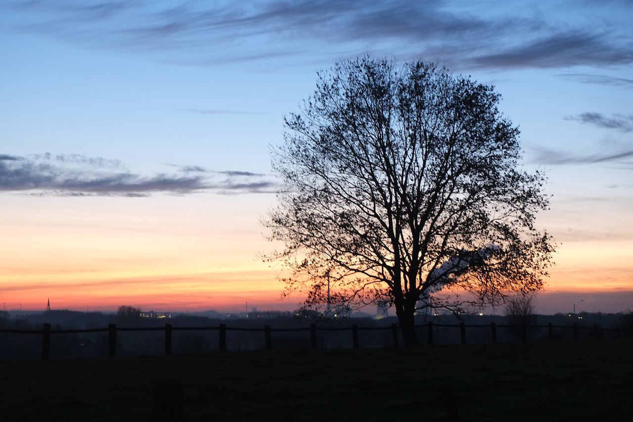 münster sunset tree free photo