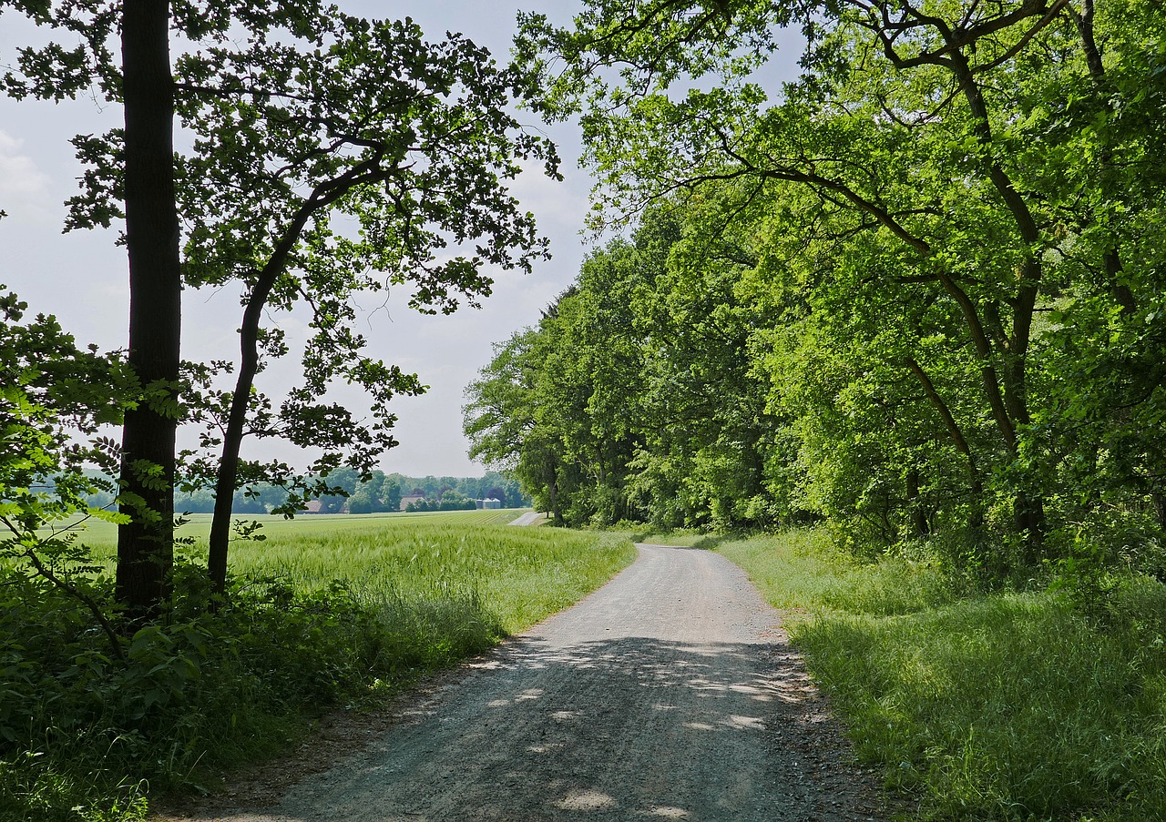 münsterland  parklandschaft  forest free photo