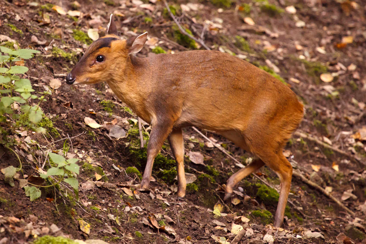 animal brown deer free photo