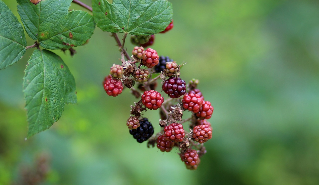 mura fruit wild free photo