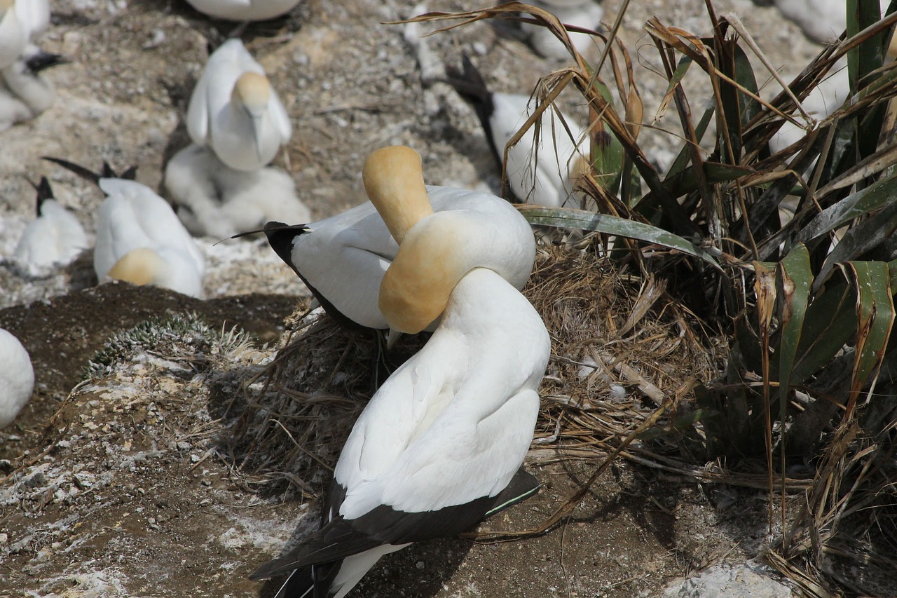murawai gannet colony sea free photo