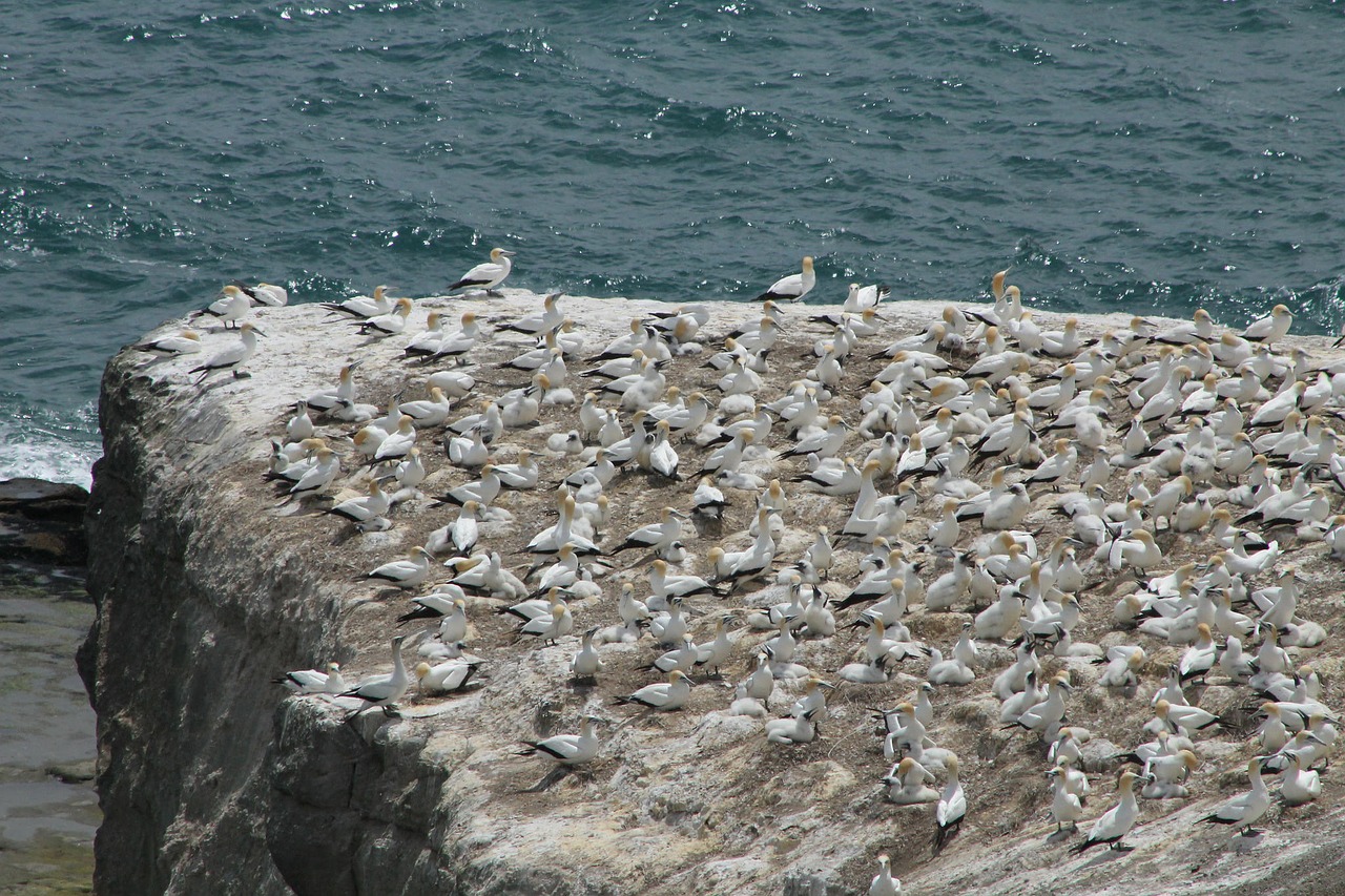 murawai gannet colony landscape free photo
