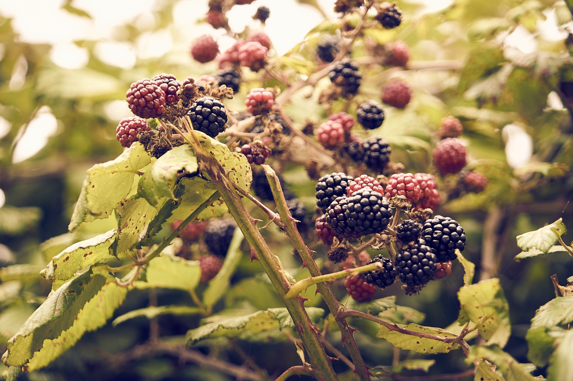 blackberries brambles fruits free photo