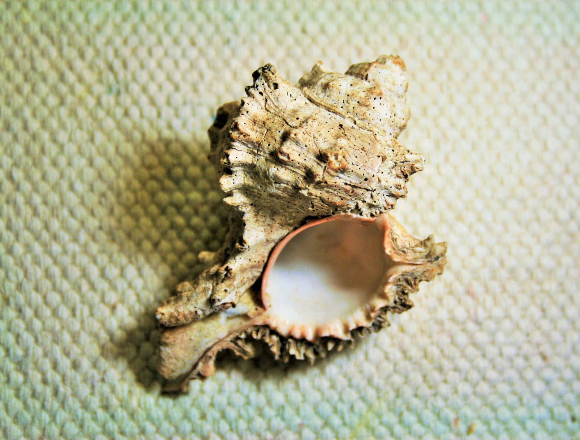 shells sea murex free photo