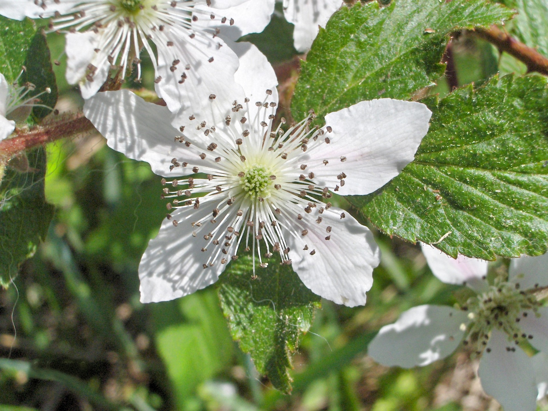 Шелковица белая цветет