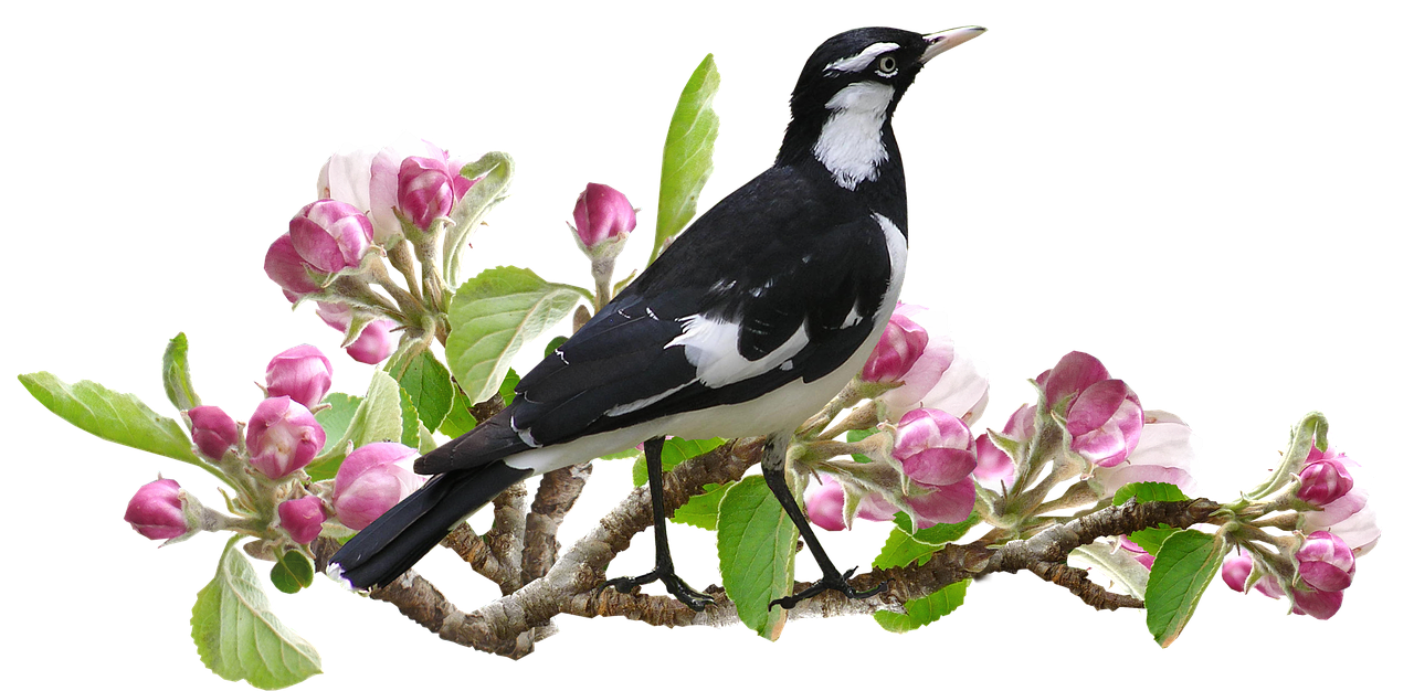 murray magpie  bird  apple blossom free photo