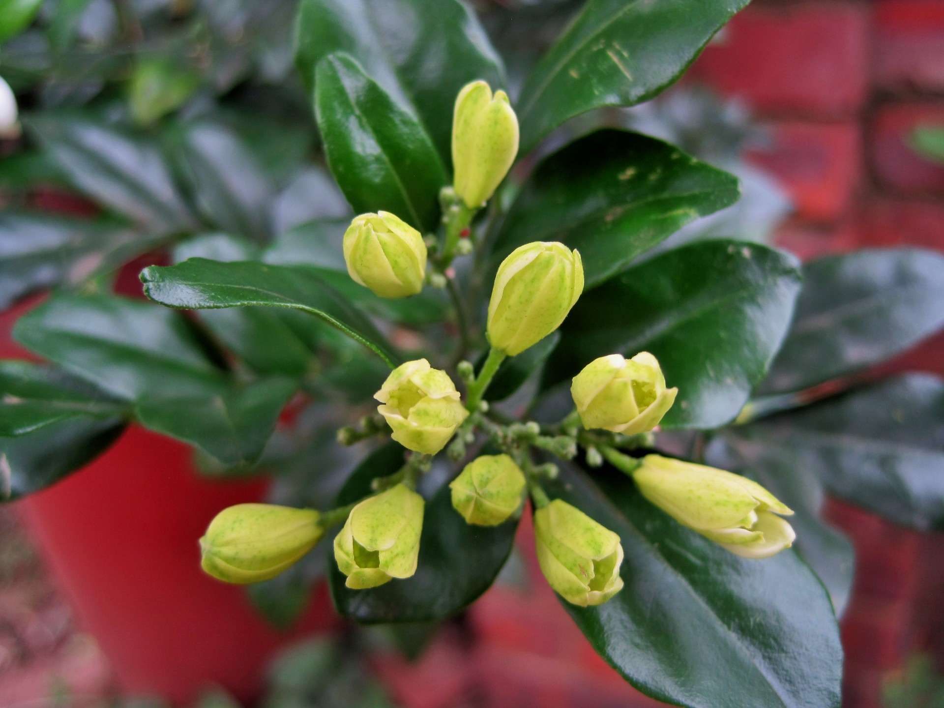 buds small green free photo