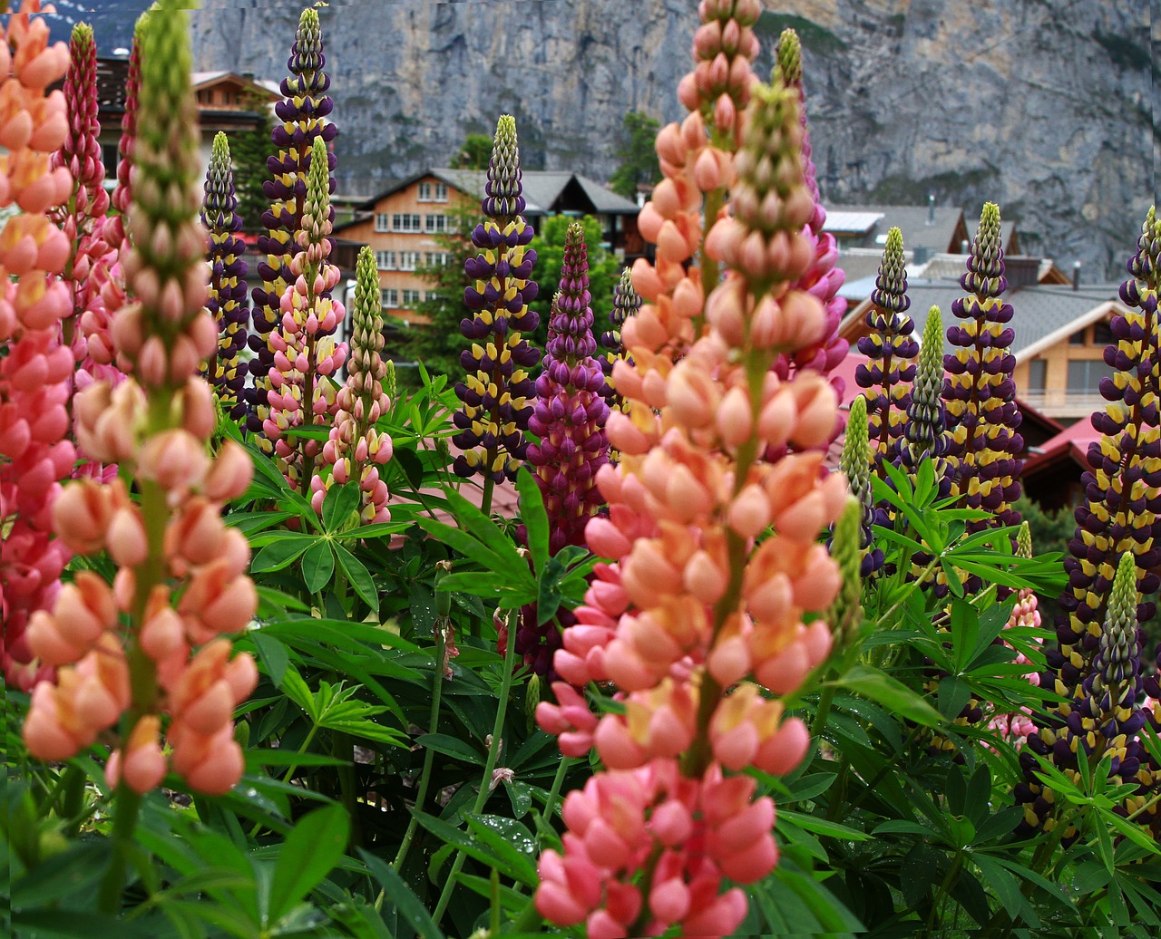 murren switzerland lupin flower free photo