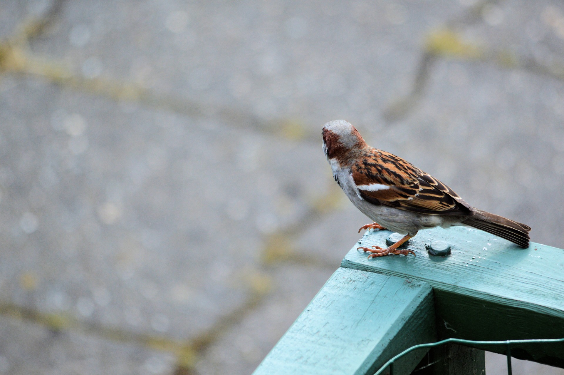 sparrow animal bird free photo