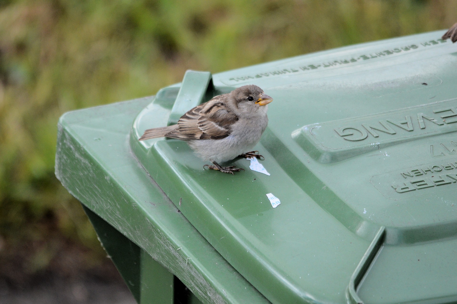 sparrow bird animal free photo