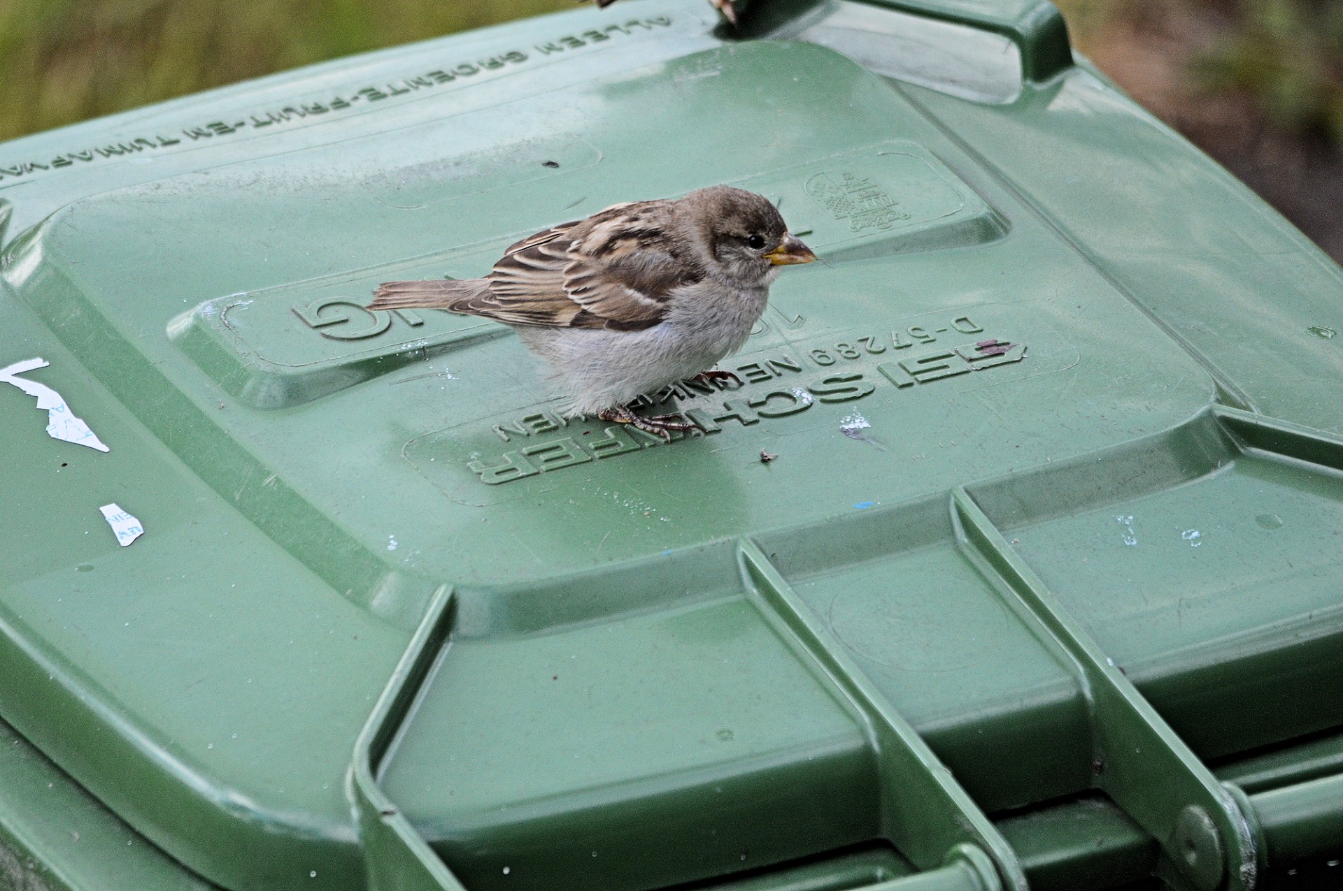 sparrow bird nature free photo