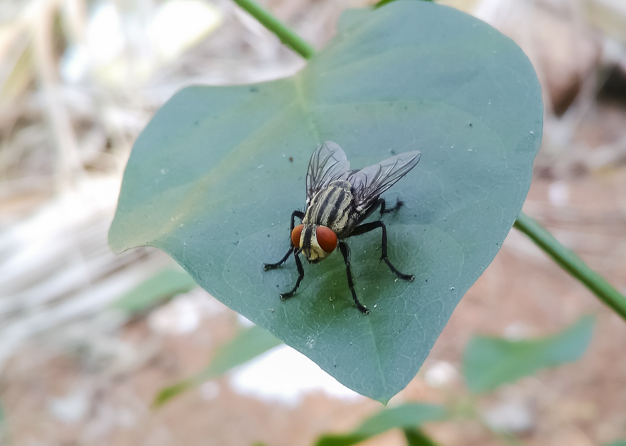 musca domestica housefly insect free photo