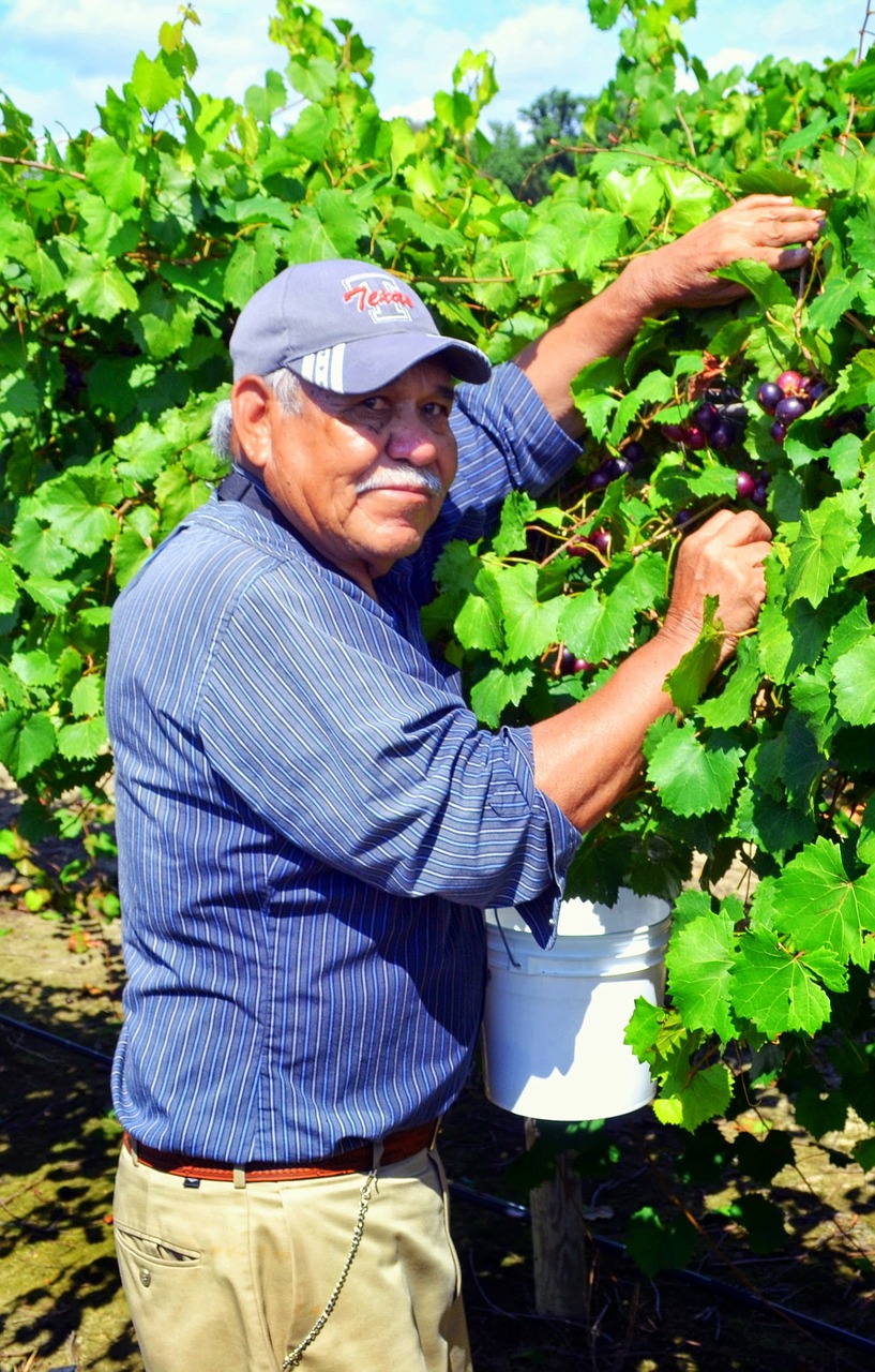 muscadine farm worker grapes free photo