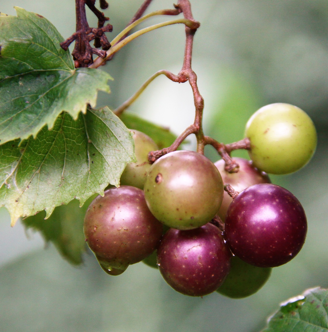 muscadine  grapes  green free photo