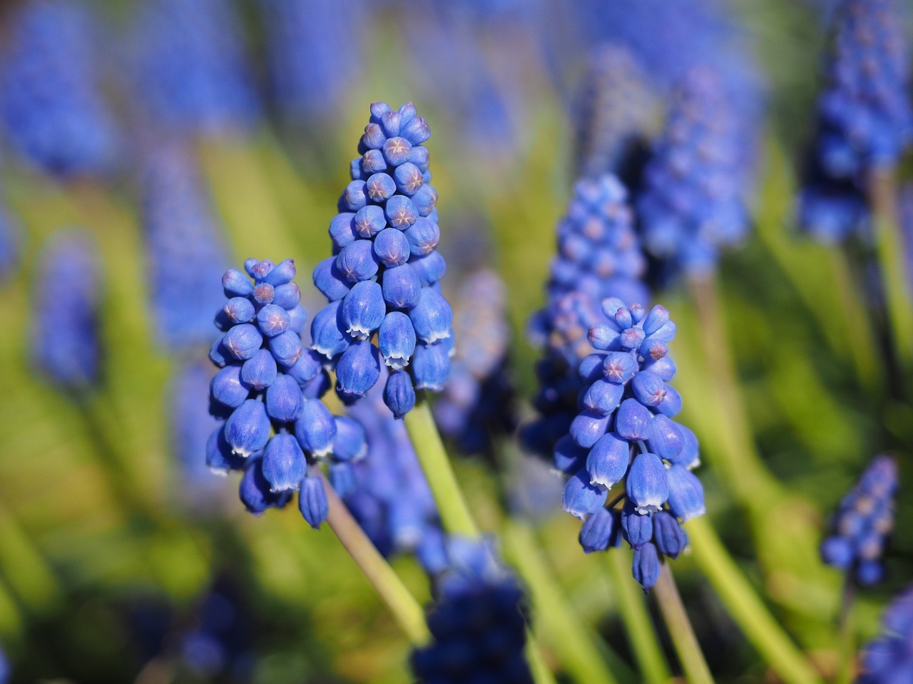 muscari blossom bloom free photo