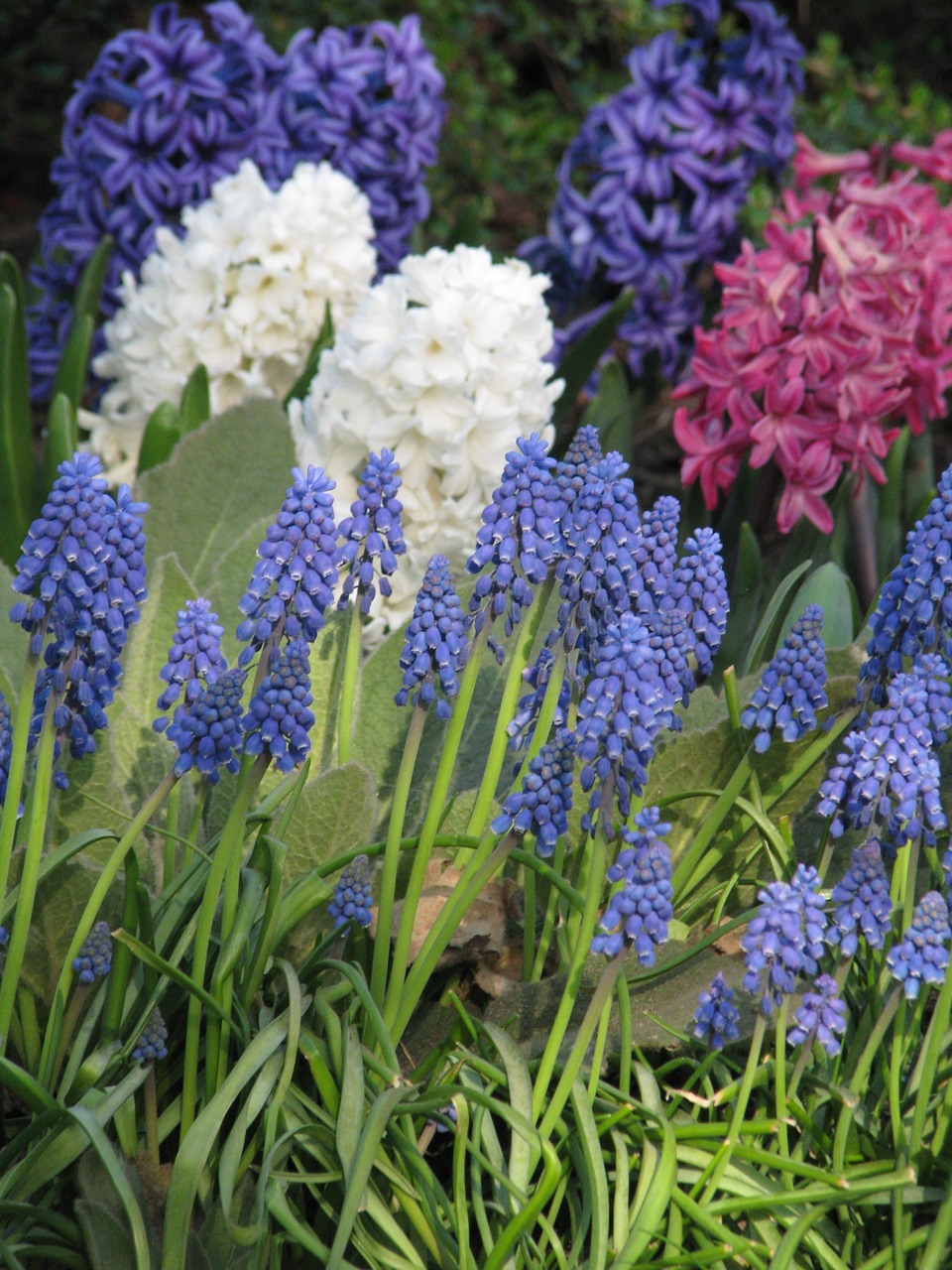 muscari hyacinthus grape hyacinth free photo