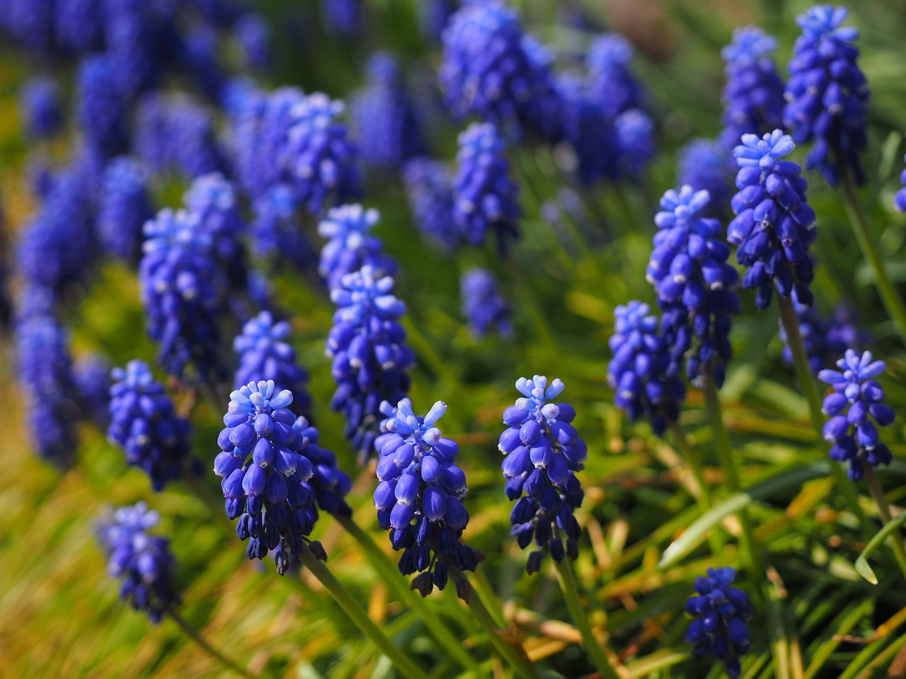 muscari flowers blue free photo