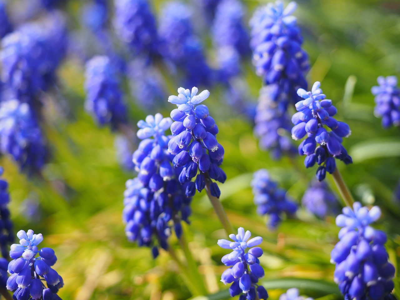 muscari flowers blue free photo